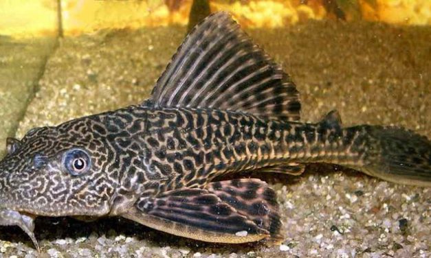 Hidup di Sungai Kotor, Benarkah Ikan Sapu-Sapu Layak Dimakan?