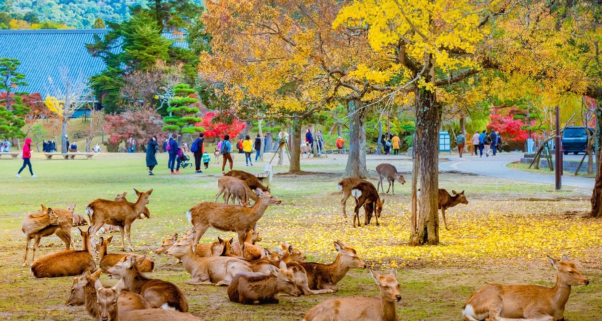 Wisata Nara Park Jepang Menawarkan Pengalaman Interaksi dengan Rusa Liar