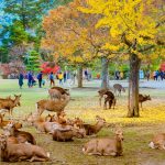 Wisata Nara Park Jepang Menawarkan Pengalaman Interaksi dengan Rusa Liar