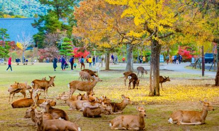 Wisata Nara Park Jepang Menawarkan Pengalaman Interaksi dengan Rusa Liar