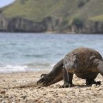 Tak Hanya Indah, Pulau Komodo Simpan Fakta Mengejutkan tentang Konservasi