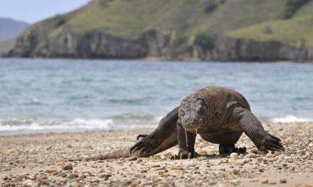 Tak Hanya Indah, Pulau Komodo Simpan Fakta Mengejutkan tentang Konservasi