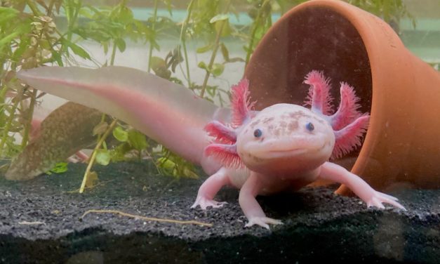 Sains Dibuat Takjub: Deretan Hewan dengan Kekuatan yang Nyaris Mustahil