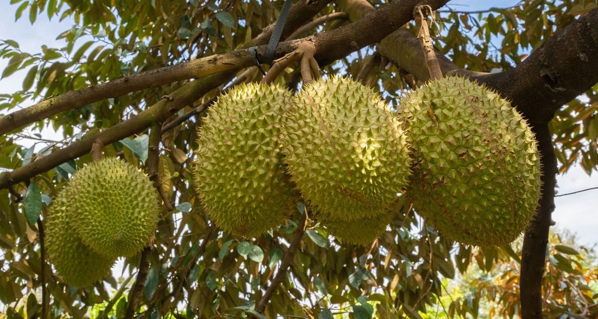 Festival Durian Dak Lak 2026 Siap Tarik 300.000 Wisatawan dengan Ratusan Agenda Menarik