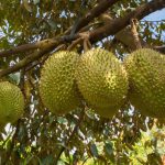 Festival Durian Dak Lak 2026 Siap Tarik 300.000 Wisatawan dengan Ratusan Agenda Menarik