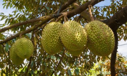 Festival Durian Dak Lak 2026 Siap Tarik 300.000 Wisatawan dengan Ratusan Agenda Menarik