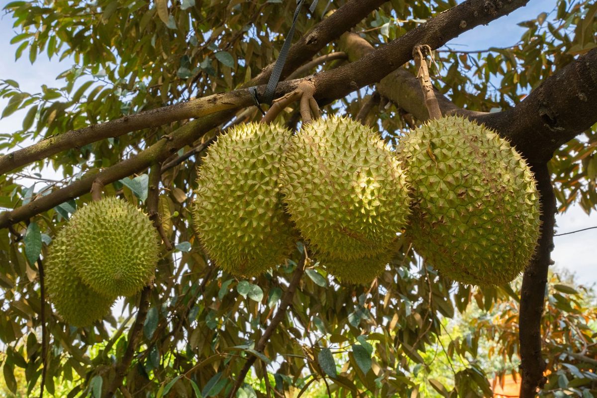 Festival Durian Dak Lak 2026