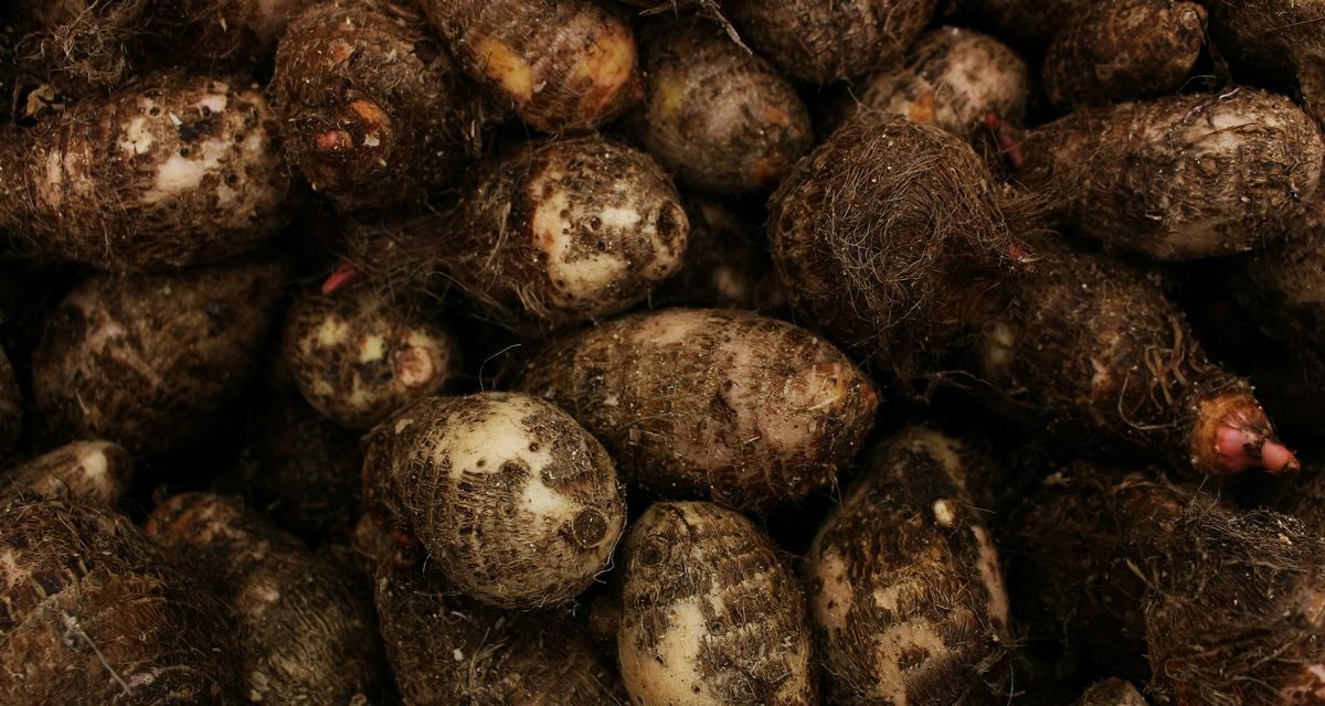 Kimpul Jadi Alternatif Nasi Kaya Serat yang Baik untuk Pencernaan