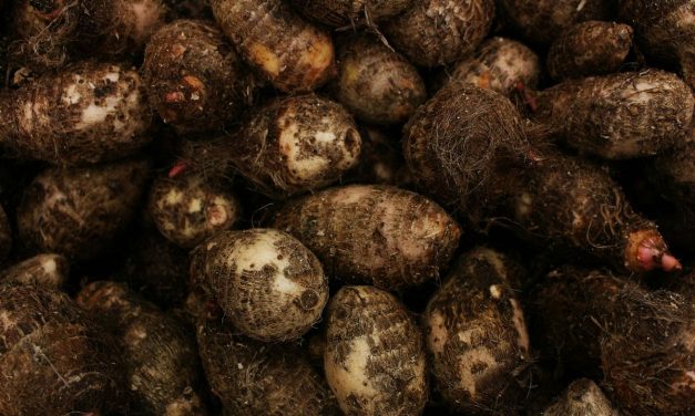 Kimpul Jadi Alternatif Nasi Kaya Serat yang Baik untuk Pencernaan